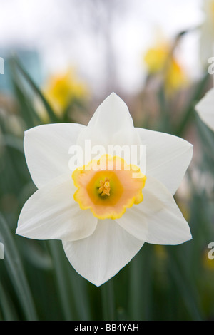 Closeup der Narzisse Blume Stockfoto