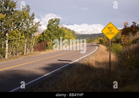 Ländlichen Autobahn mit Vieh Schild in der Nähe von Glacier Nationalpark Montana Stockfoto