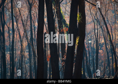 Bushfire Nachwirkungen Stockfoto