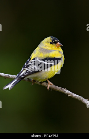 Amerikanische Stieglitz Zuchtjahr tristis Stockfoto