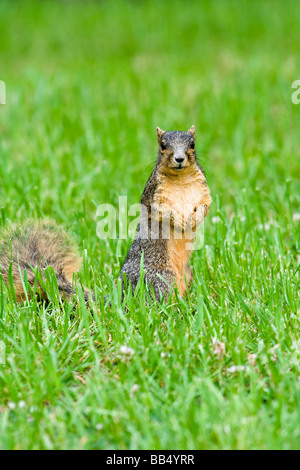 Fuchs, Eichhörnchen auf Rasen Stockfoto