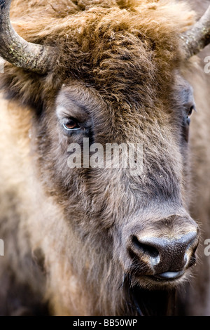 Europäische Bison (Bison Bonasus) Stockfoto