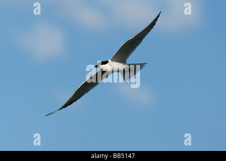 Erwachsenen Gull-billed Tern (Gelochelidon Nilotica) im Flug, Lesbos, Griechenland Stockfoto