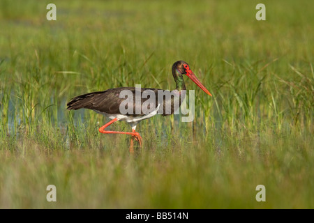 Erwachsenen Schwarzstorch (Ciconia Nigra) waten durch den Sumpf, Lesbos, Griechenland Stockfoto