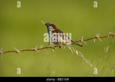 Männlicher Haussperling (Passer Domesticus) mit Nistmaterial, Lesbos, Griechenland Stockfoto
