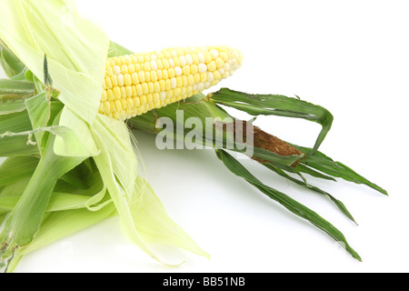 Frisch gepflückte Mais Stockfoto