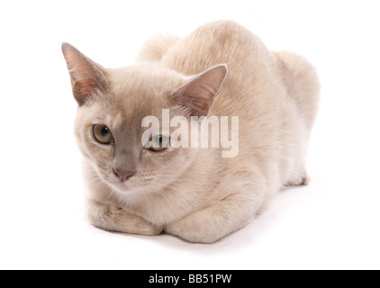 Asiatische Creme Erwachsene Katze Verlegung Portrait Studio Stockfoto