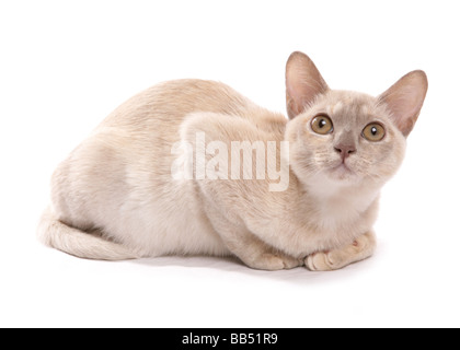 Asiatische Creme Erwachsene Katze Verlegung Portrait Studio Stockfoto