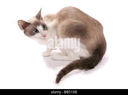 Schneeschuh-Erwachsene Katze sitzend Portrait Studio Stockfoto