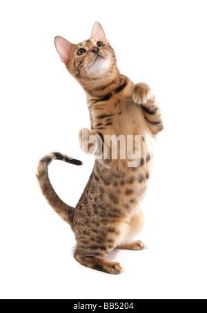 Bengal Katze stehend Portraitstudio gesichtet Stockfoto
