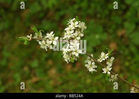 Blackthorn Blossom - Prunus spinosa Stockfoto