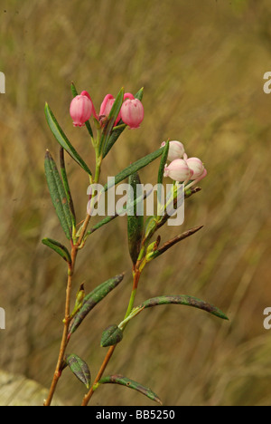 Moor-Rosmarin - Andromeda polifolia Stockfoto