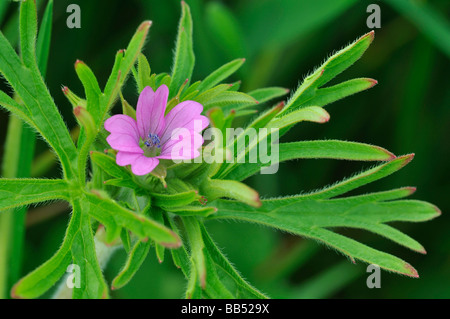 Schnitt Endivie Kran s Rechnung Geranium dissectum Stockfoto