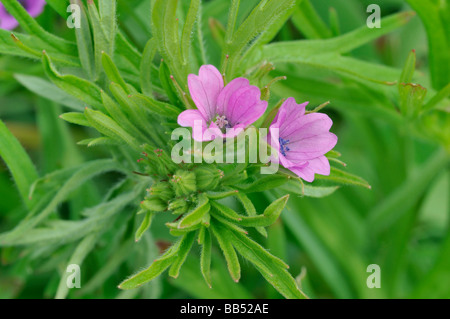 Schnitt Endivie Kran s Rechnung Geranium dissectum Stockfoto