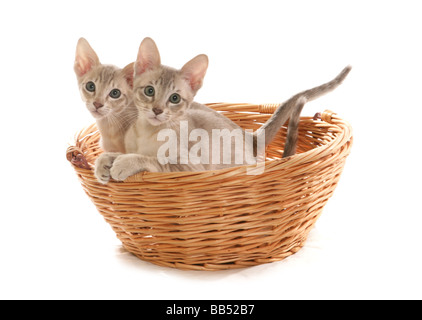 zwei Blue Tabby Mink Tonkinese männlichen Kätzchen in einer Korb-Portrait-studio Stockfoto