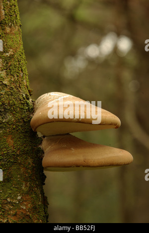 Piptoporus Betulinus - ein Klammer-Pilz. Stockfoto