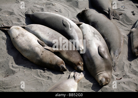 See-Elefanten am Strand von Piedras Blancas in südlichen Big Sur in der Nähe von San Simeon Stockfoto