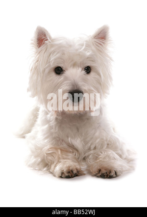 West Highland Terrier Welpen Verlegung Portraitstudio weiß Stockfoto