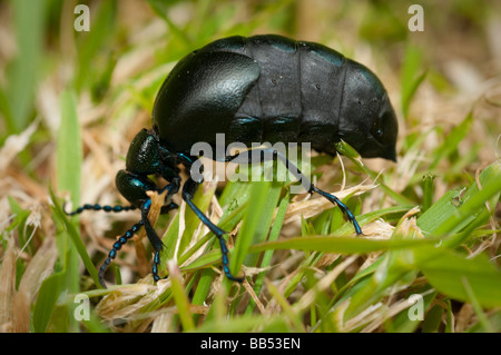 Öl-Käfer, Meloe proscarabeus Stockfoto