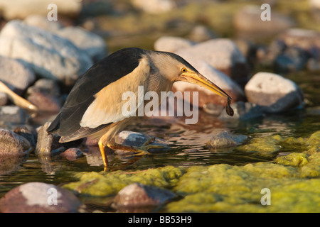 Männliche Zwergdommel (Ixobrychus Minutus) mit Kaulquappe, Lesbos, Griechenland Stockfoto