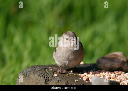 Weibliche Buchfink auf der Isle of Mull, Schottland Stockfoto