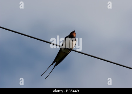 Europäische schlucken am Telefon auf der Isle of Mull, Schottland Stockfoto