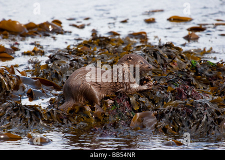 Europäischen Fischotter Fütterung auf einer Scholle in Loch Na Keal auf der Isle of Mull, Schottland Stockfoto