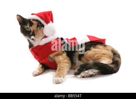 Haustier Katze in Weihnachten Kleidung gekleidet Stockfoto