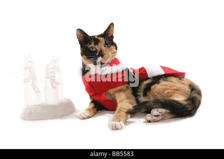 Haustier Katze in Weihnachten Kleidung gekleidet Stockfoto