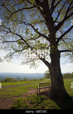 Frühling-Sonnenuntergang umrahmt von einer Eiche am Dicky Ridge Visitor Center auf der Skyline Drive im Shenandoah National Park Stockfoto