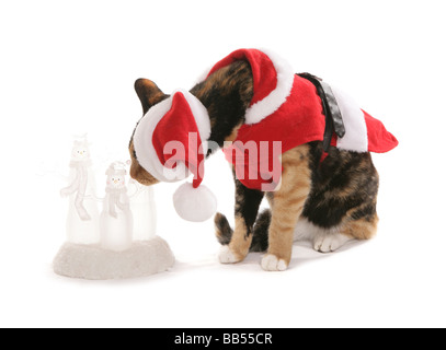 Haustier Katze in Weihnachten Kleidung gekleidet Stockfoto