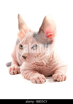 Sphynx Kätzchen Verlegung Studio Stockfoto