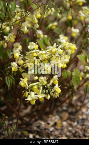 Barrenwort oder des Bischofs Hut, Epimedium versicolor 'Sulphureum', Berberidaceae Stockfoto