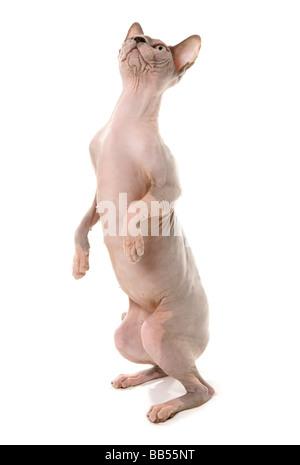 Sphynx Katze stehend Trick Studio Stockfoto