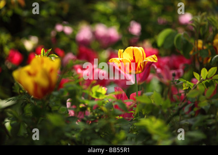 Helle Nahaufnahme einer Frühlingsgartengrenze aus Tulpen, April, England, Großbritannien Stockfoto