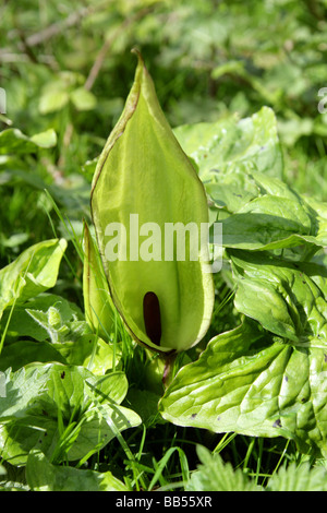 Cuckoo Pint, Arum Maculatum, Aronstabgewächse, Aka Lords und Ladies, Kuckuck Drehbolzenanhängevorrichtung und Wake Robin. Stockfoto