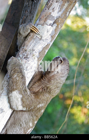 Dreifingerfaultier klettern einen Ast von Osten Ecuadors, in der Nähe von Sacha Lodge im Amazonas-Regenwald. Stockfoto