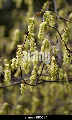 Chinesische Zaubernuss oder Winter Hazel, Corylopsis Sinensis, Hamamelidaceae Stockfoto