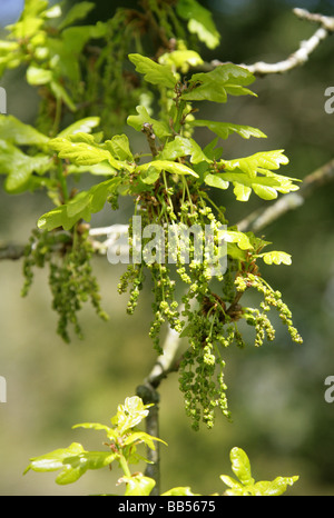 Pedunculate oder englischer Eiche Baum Blumen, Quercus Robur, Fagaceae Stockfoto