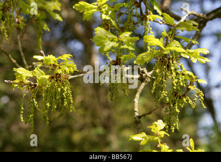 Pedunculate oder englischer Eiche Baum Blumen, Quercus Robur, Fagaceae Stockfoto