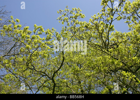Pedunculate oder englischer Eiche Baum Blumen, Quercus Robur, Fagaceae Stockfoto