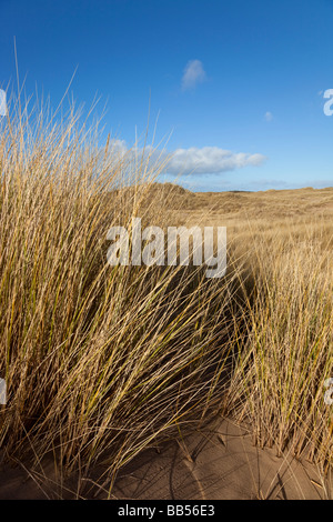 Dünengebieten Grass Stockfoto