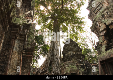 Riesige Würger Feigen wachsen unter den Ruinen von Ta Prohm, mehrere Kilometer von Angkor Wat, Siem Reap, Kambodscha. Stockfoto