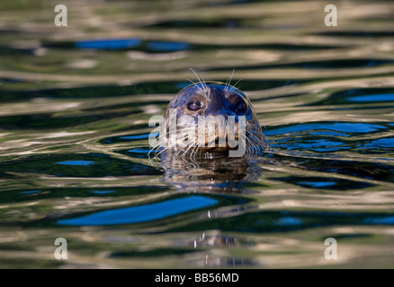 Hafen-Dichtung (Phoca Vitulina) in Monterey Bay, Kalifornien. Stockfoto