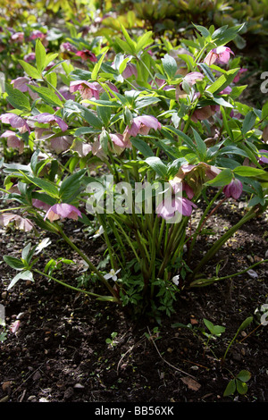 Christrose aka schwarze Nieswurz, Helleborus Niger, Butterblume Stockfoto