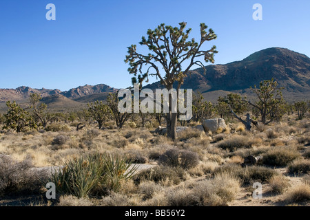 Joshua Bäume Wald - Mojave-Wüste in Kalifornien. Stockfoto