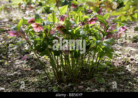 Christrose aka schwarze Nieswurz, Helleborus Niger, Butterblume Stockfoto