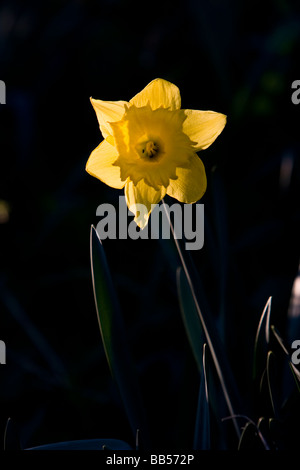Morgensonne in Shropshire backlights eine einzelne Narzisse. Stockfoto