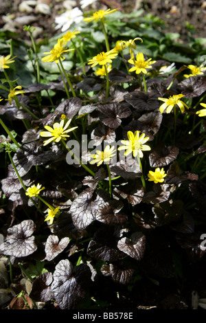 Kleinen Schöllkraut, Ranunculus Ficaria "Dreiste Tussi", Butterblume Stockfoto