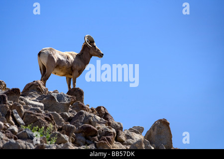 Big Horn Schafe im Anza Borrego Desert State Park, Kalifornien. Stockfoto